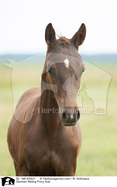 Deutsches Reitpony Fohlen / German Riding Pony foal / NS-05401