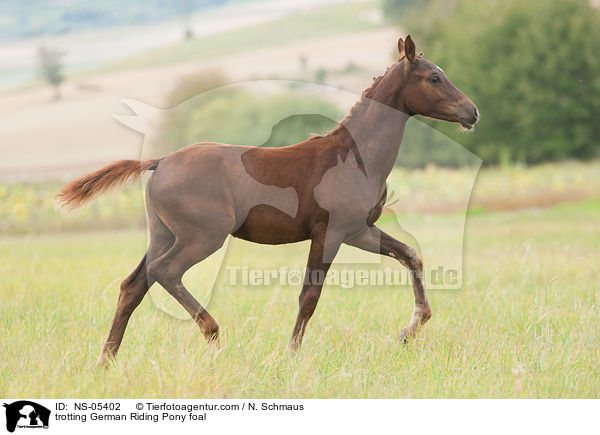 trotting German Riding Pony foal / NS-05402