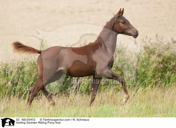 trotting German Riding Pony foal / NS-05403