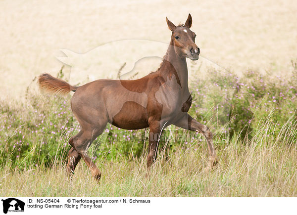 trotting German Riding Pony foal / NS-05404