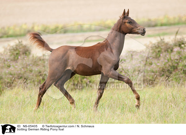trotting German Riding Pony foal / NS-05405