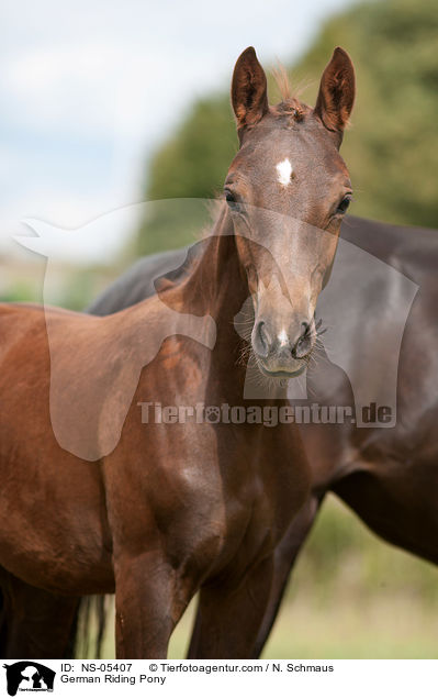 Deutsches Reitponys / German Riding Pony / NS-05407