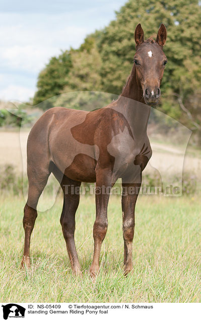 standing German Riding Pony foal / NS-05409