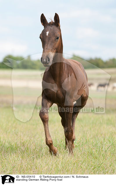 standing German Riding Pony foal / NS-05410