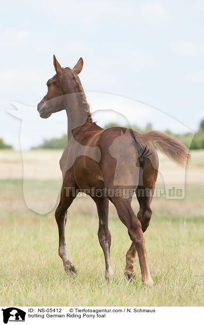 trotting German Riding Pony foal / NS-05412