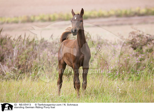 standing German Riding Pony foal / NS-05413