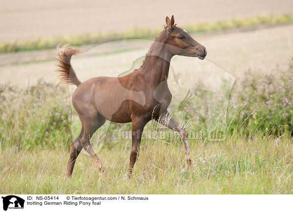 trabendes Deutsches Reitpony Fohlen / trotting German Riding Pony foal / NS-05414