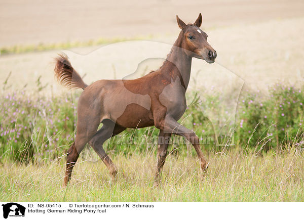 trtotting German Riding Pony foal / NS-05415