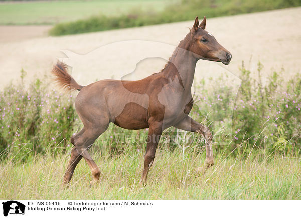trtotting German Riding Pony foal / NS-05416
