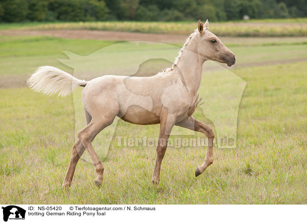 trotting German Riding Pony foal / NS-05420