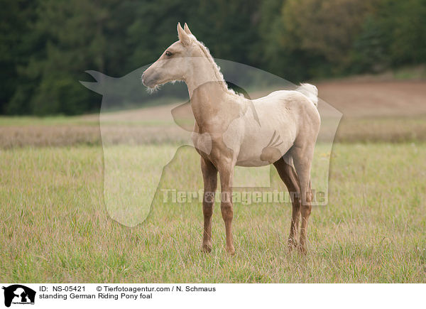 standing German Riding Pony foal / NS-05421