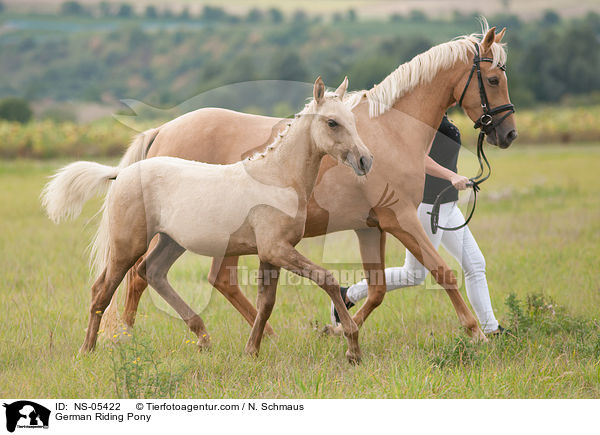 German Riding Pony / NS-05422