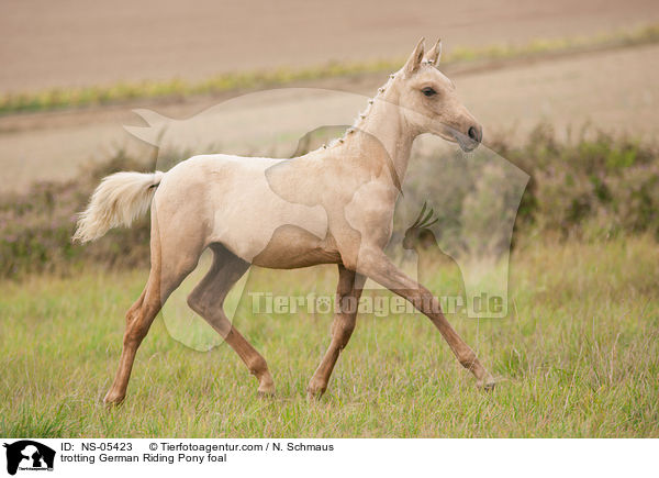 trabendes Deutsches Reitpony Fohlen / trotting German Riding Pony foal / NS-05423