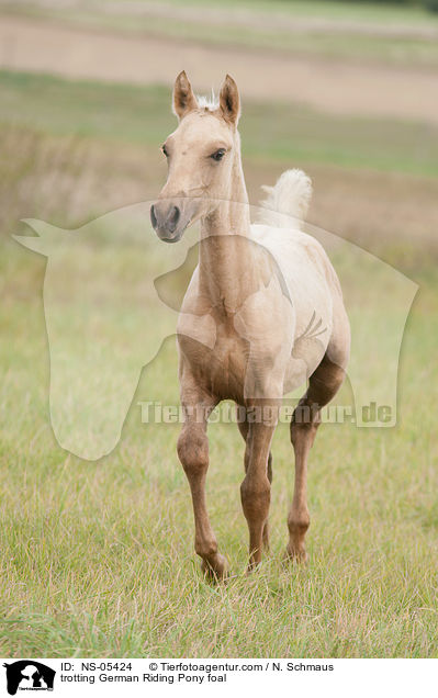trotting German Riding Pony foal / NS-05424