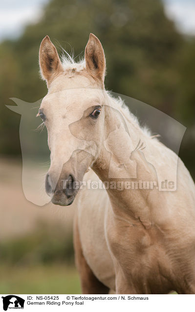 German Riding Pony foal / NS-05425