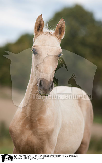 German Riding Pony foal / NS-05426