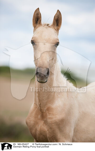 German Riding Pony foal portrait / NS-05427