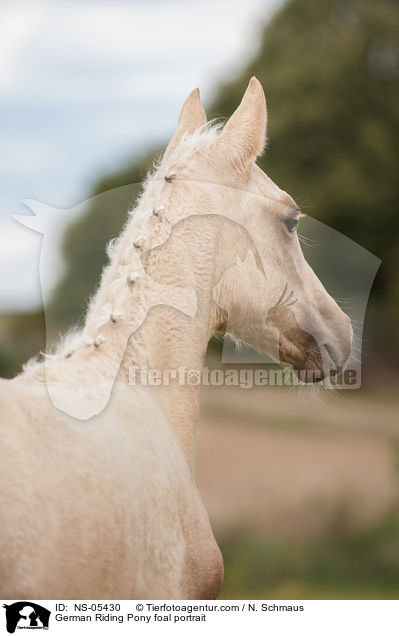 Deutsches Reitpony Fohlen Portrait / German Riding Pony foal portrait / NS-05430