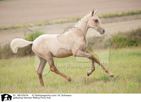 galloping German Riding Pony foal / NS-05434