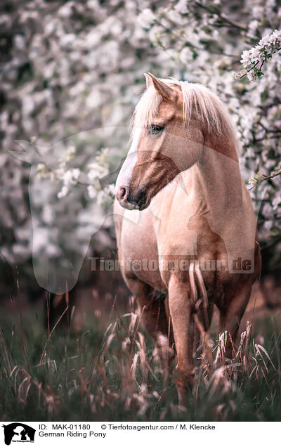 German Riding Pony / MAK-01180