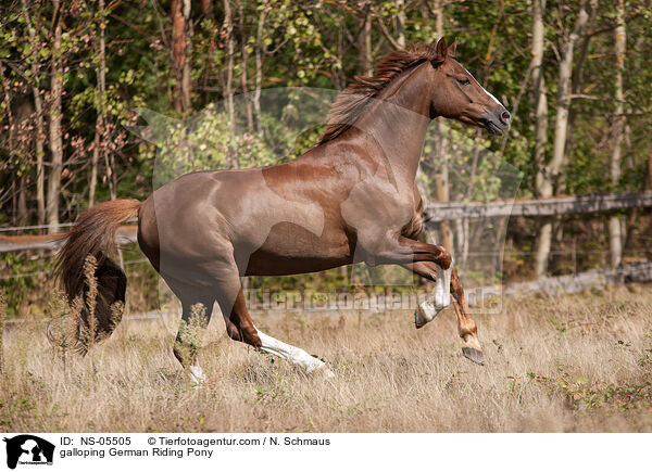 galloping German Riding Pony / NS-05505