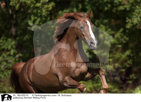 galoppierendes Deutsches Reitpony / galloping German Riding Pony / NS-05515