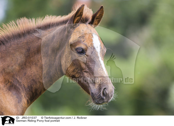 German Riding Pony foal portrait / JRO-01037