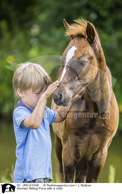 Deutsches Reitpony mit Kind / German Riding Pony with a child / JRO-01039