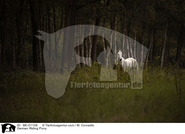 Deutsches Reitpony / German Riding Pony / MC-01106