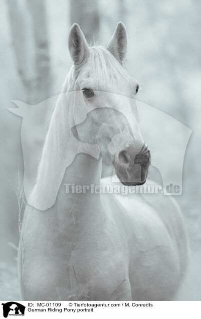 German Riding Pony portrait / MC-01109