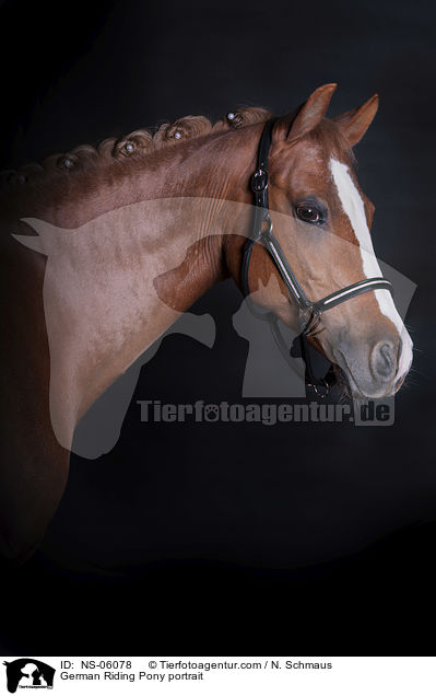 Deutsches Reitpony Portrait / German Riding Pony portrait / NS-06078