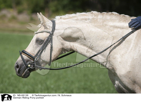 Deutsches Reitpony Portrait / German Riding Pony portrait / NS-06136