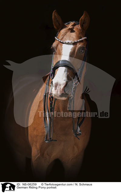 Deutsches Reitpony Portrait / German Riding Pony portrait / NS-06259