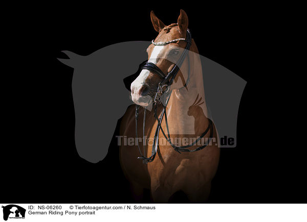 Deutsches Reitpony Portrait / German Riding Pony portrait / NS-06260