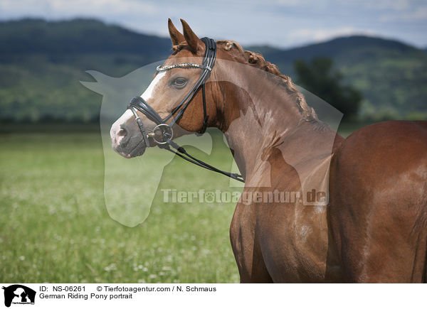 German Riding Pony portrait / NS-06261