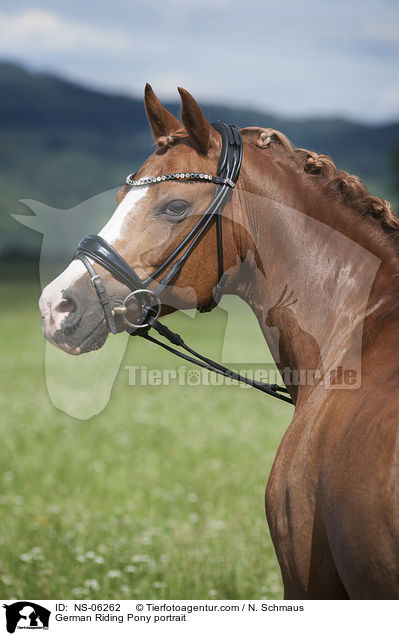 Deutsches Reitpony Portrait / German Riding Pony portrait / NS-06262