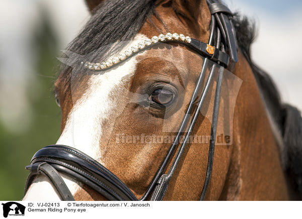 Deutsches Reitpony Auge / German Riding Pony eye / VJ-02413
