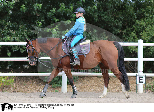 Frau reitet Deutsches Reitpony / woman rides German Riding Pony / PM-07591