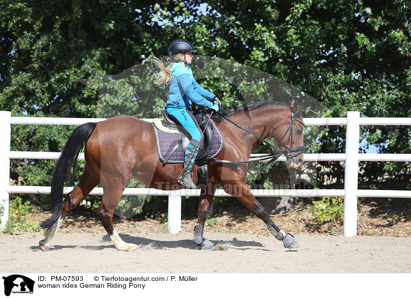 Frau reitet Deutsches Reitpony / woman rides German Riding Pony / PM-07593