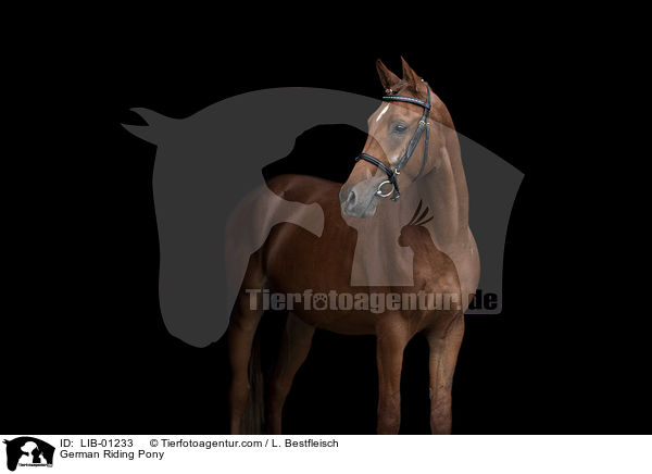 Deutsches Reitpony / German Riding Pony / LIB-01233
