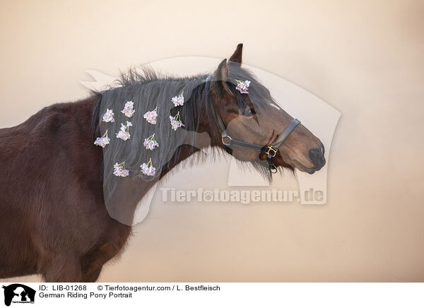 Deutsches Reitpony Portrait / German Riding Pony Portrait / LIB-01268