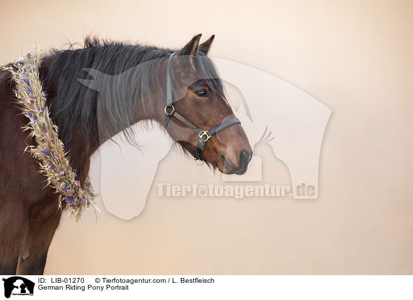 Deutsches Reitpony Portrait / German Riding Pony Portrait / LIB-01270