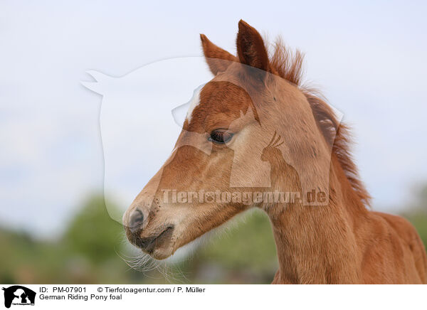 Deutsches Reitpony Fohlen / German Riding Pony foal / PM-07901
