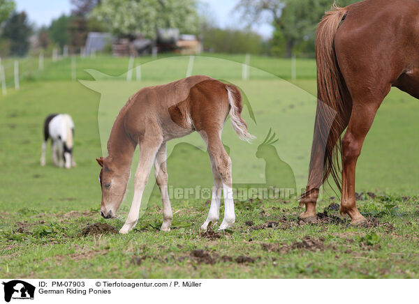 Deutsche Reitponies / German Riding Ponies / PM-07903