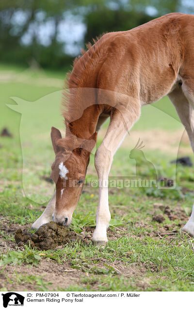 Deutsches Reitpony Fohlen / German Riding Pony foal / PM-07904