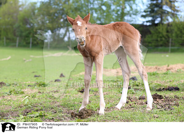 Deutsches Reitpony Fohlen / German Riding Pony foal / PM-07905