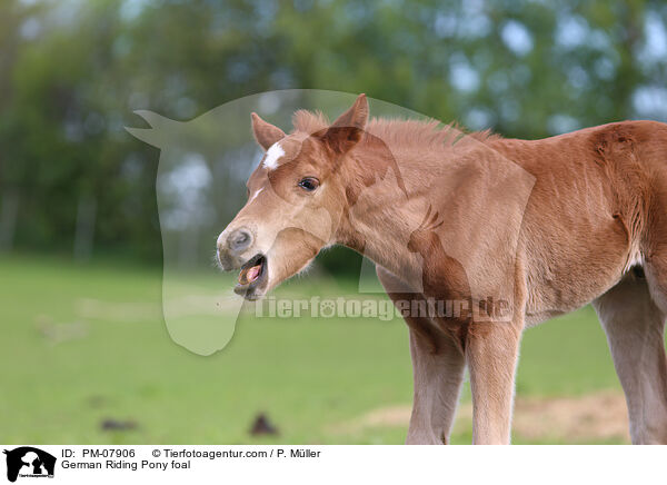 Deutsches Reitpony Fohlen / German Riding Pony foal / PM-07906