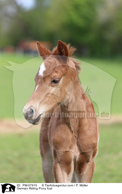 Deutsches Reitpony Fohlen / German Riding Pony foal / PM-07910