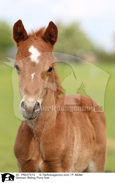 German Riding Pony foal / PM-07913