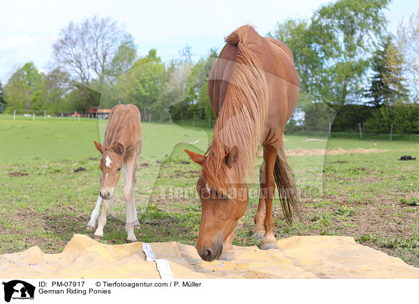 Deutsche Reitponies / German Riding Ponies / PM-07917